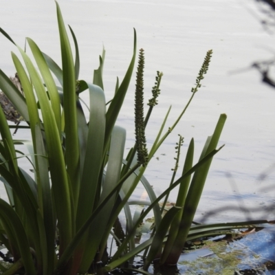 Cycnogeton procerum (Nareli, Swamp Arrowgrass) at Yambacoona, TAS - 26 Oct 2023 by HelenCross