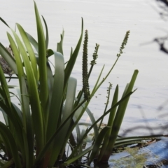 Cycnogeton procerum (Nareli, Swamp Arrowgrass) at King Island - 26 Oct 2023 by HelenCross