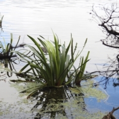 Cycnogeton procerum at Yambacoona, TAS - suppressed