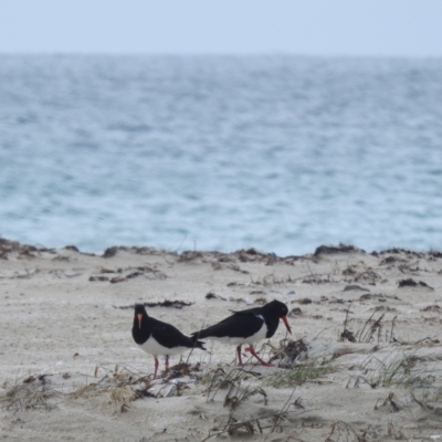 Haematopus longirostris (Australian Pied Oystercatcher) at King Island - 26 Oct 2023 by HelenCross