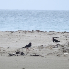 Haematopus longirostris at Yambacoona, TAS - suppressed