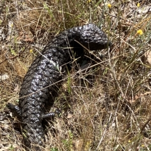 Tiliqua rugosa at Majura, ACT - 26 Oct 2023 03:02 PM