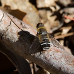 Villa sp. (genus) (Unidentified Villa bee fly) at Higgins Woodland - 26 Oct 2023 by Trevor
