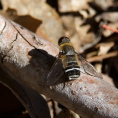 Villa sp. (genus) (Unidentified Villa bee fly) at Higgins, ACT - 26 Oct 2023 by MichaelWenke