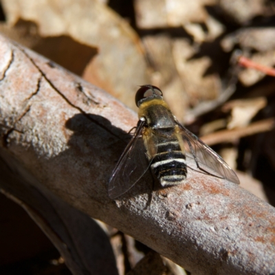 Villa sp. (genus) (Unidentified Villa bee fly) at Higgins, ACT - 26 Oct 2023 by Trevor