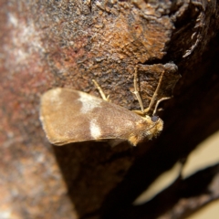 Anestia (genus) (A tiger moth) at Higgins Woodland - 26 Oct 2023 by Trevor