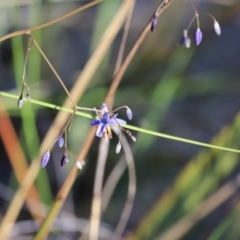 Dianella revoluta var. revoluta (Black-Anther Flax Lily) at Black Mountain - 26 Oct 2023 by JimL