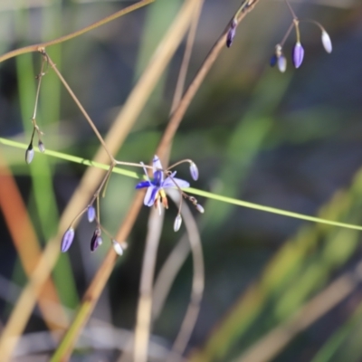 Dianella revoluta var. revoluta (Black-Anther Flax Lily) at Canberra Central, ACT - 26 Oct 2023 by JimL