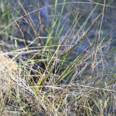 Dianella revoluta var. revoluta at Canberra Central, ACT - 26 Oct 2023 06:37 PM