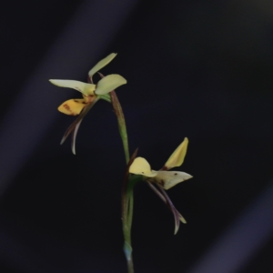 Diuris sulphurea at Canberra Central, ACT - 26 Oct 2023