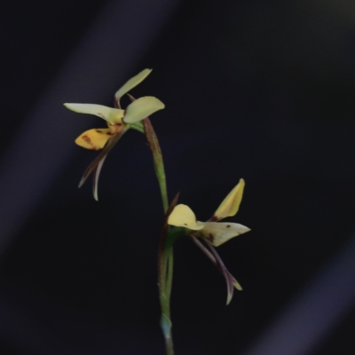 Diuris sulphurea (Tiger Orchid) at Black Mountain - 26 Oct 2023 by JimL