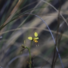 Diuris sulphurea at Canberra Central, ACT - 26 Oct 2023