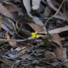 Goodenia hederacea subsp. hederacea (Ivy Goodenia, Forest Goodenia) at Canberra Central, ACT - 26 Oct 2023 by JimL