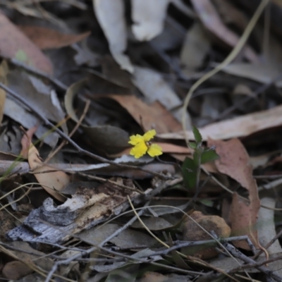 Goodenia hederacea subsp. hederacea (Ivy Goodenia, Forest Goodenia) at Black Mountain - 26 Oct 2023 by JimL