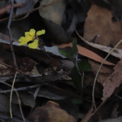 Goodenia hederacea subsp. hederacea at Canberra Central, ACT - 26 Oct 2023 06:30 PM