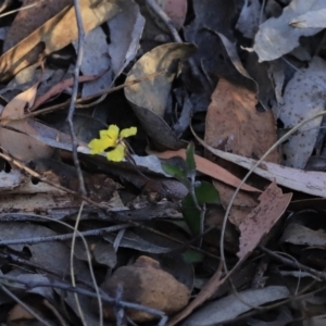 Goodenia hederacea subsp. hederacea at Canberra Central, ACT - 26 Oct 2023 06:30 PM