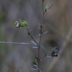 Dodonaea viscosa subsp. cuneata (Wedge-leaved Hop Bush) at Black Mountain - 26 Oct 2023 by JimL