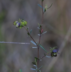 Dodonaea viscosa subsp. cuneata at Canberra Central, ACT - 26 Oct 2023