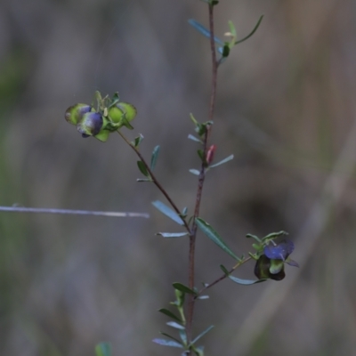 Dodonaea viscosa subsp. cuneata (Wedge-leaved Hop Bush) at Canberra Central, ACT - 26 Oct 2023 by JimL