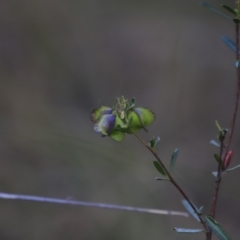 Dodonaea viscosa subsp. cuneata at Canberra Central, ACT - 26 Oct 2023 06:37 PM