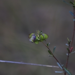 Dodonaea viscosa subsp. cuneata at Canberra Central, ACT - 26 Oct 2023 06:37 PM