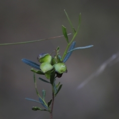 Dodonaea viscosa subsp. cuneata at Canberra Central, ACT - 26 Oct 2023