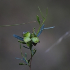 Dodonaea viscosa subsp. cuneata at Canberra Central, ACT - 26 Oct 2023 06:37 PM