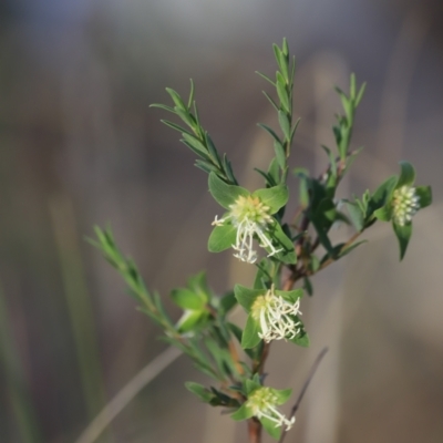 Pimelea linifolia subsp. linifolia (Queen of the Bush, Slender Rice-flower) at Canberra Central, ACT - 26 Oct 2023 by JimL