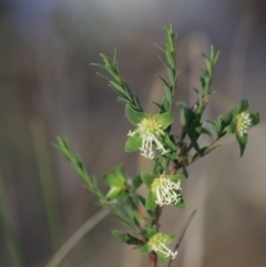 Pimelea linifolia subsp. linifolia (Queen of the Bush, Slender Rice-flower) at Black Mountain - 26 Oct 2023 by JimL
