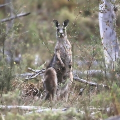 Macropus giganteus (Eastern Grey Kangaroo) at Canberra Central, ACT - 26 Oct 2023 by JimL