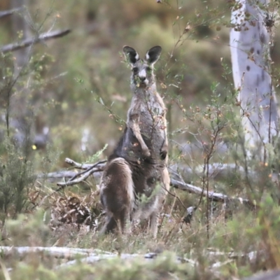 Macropus giganteus (Eastern Grey Kangaroo) at Black Mountain - 26 Oct 2023 by JimL