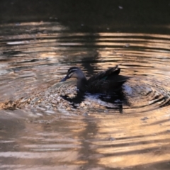 Anas superciliosa (Pacific Black Duck) at BMT100: Black Mtn SW Dam - 26 Oct 2023 by JimL