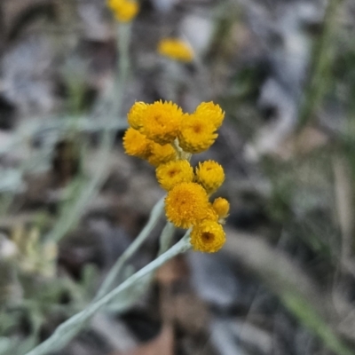 Chrysocephalum apiculatum (Common Everlasting) at Cuumbeun Nature Reserve - 26 Oct 2023 by Csteele4