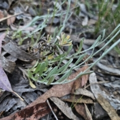 Chrysocephalum apiculatum at Carwoola, NSW - 26 Oct 2023