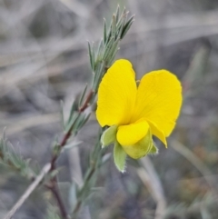 Gompholobium huegelii (Pale Wedge Pea) at QPRC LGA - 26 Oct 2023 by Csteele4