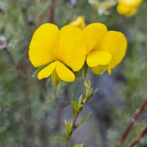 Gompholobium huegelii at Carwoola, NSW - 26 Oct 2023