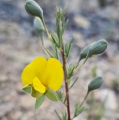 Gompholobium huegelii at Carwoola, NSW - 26 Oct 2023