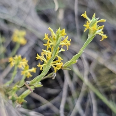 Pimelea curviflora var. sericea (Curved Riceflower) at Carwoola, NSW - 26 Oct 2023 by Csteele4