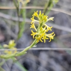 Pimelea curviflora var. sericea at Carwoola, NSW - 26 Oct 2023 06:57 PM