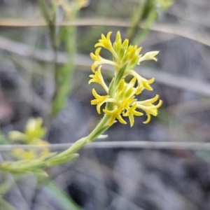 Pimelea curviflora var. sericea at Carwoola, NSW - 26 Oct 2023 06:57 PM