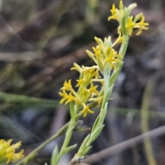 Pimelea curviflora var. sericea at Carwoola, NSW - 26 Oct 2023