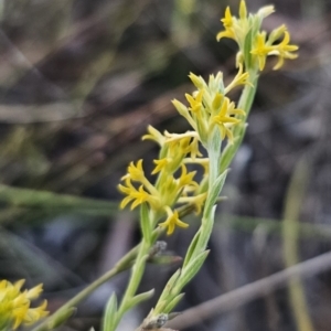 Pimelea curviflora var. sericea at Carwoola, NSW - 26 Oct 2023 06:57 PM