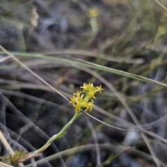 Pimelea curviflora var. sericea at Carwoola, NSW - 26 Oct 2023