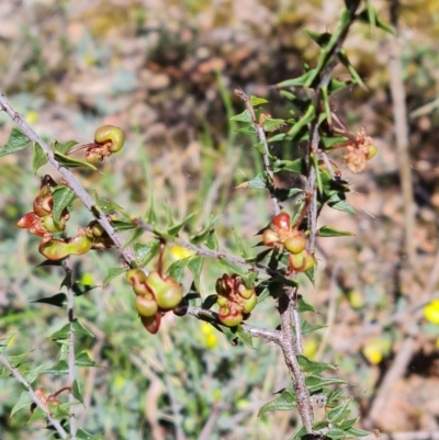 Acacia gunnii (Ploughshare Wattle) at Aranda, ACT - 26 Oct 2023 by WalkYonder