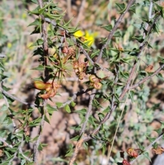 Acacia gunnii at Aranda, ACT - 26 Oct 2023