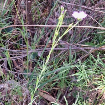 Linum marginale (Native Flax) at Majura, ACT - 26 Oct 2023 by abread111