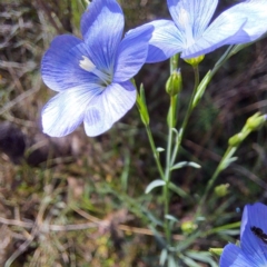 Linum marginale at Majura, ACT - 26 Oct 2023