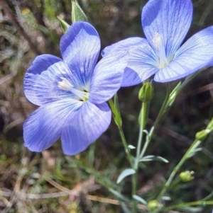 Linum marginale at Majura, ACT - 26 Oct 2023 03:31 PM