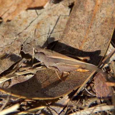 Cryptobothrus chrysophorus (Golden Bandwing) at Higgins Woodland - 26 Oct 2023 by Trevor