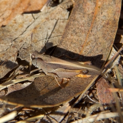 Cryptobothrus chrysophorus at Higgins, ACT - 26 Oct 2023